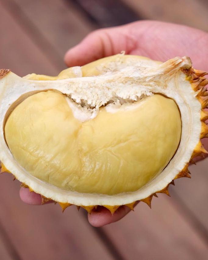 Durian Jemongko