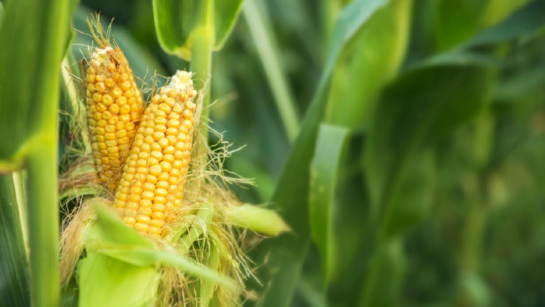 Produksi Jagung